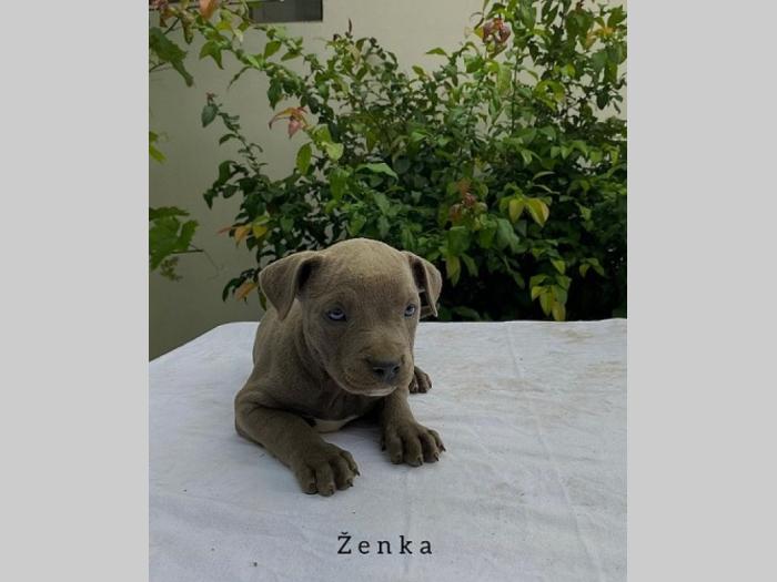 pit bul pablo rea besplatni mali oglasi