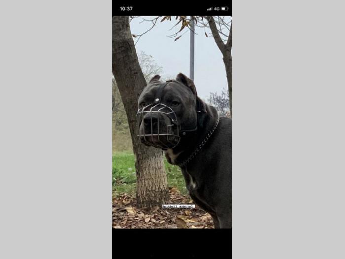 pit bul pablo rea besplatni mali oglasi