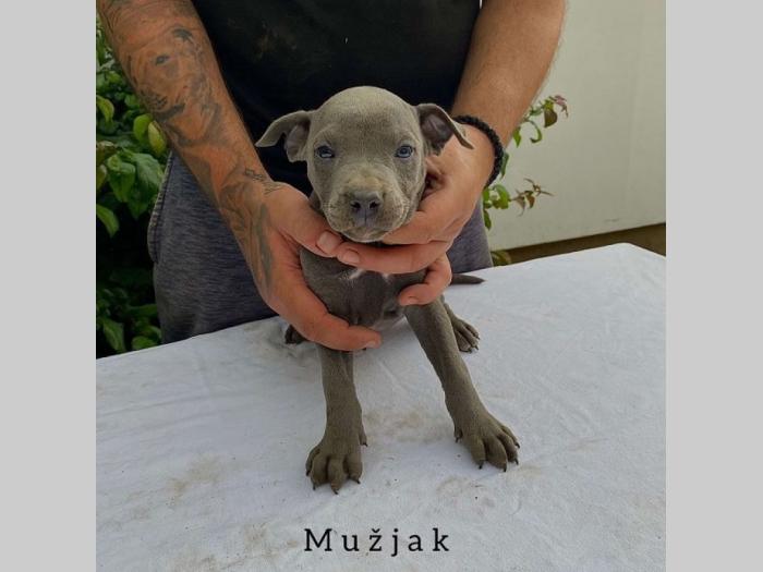 pit bul pablo rea besplatni mali oglasi