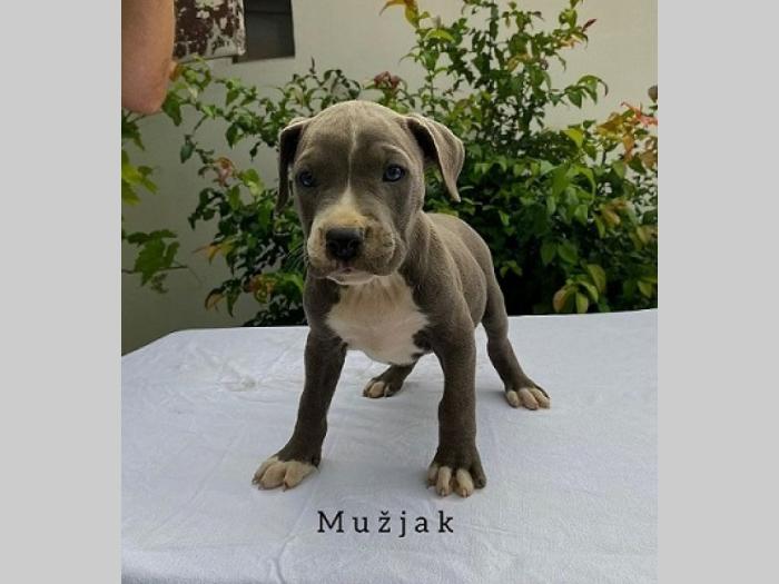pit bul pablo rea besplatni mali oglasi