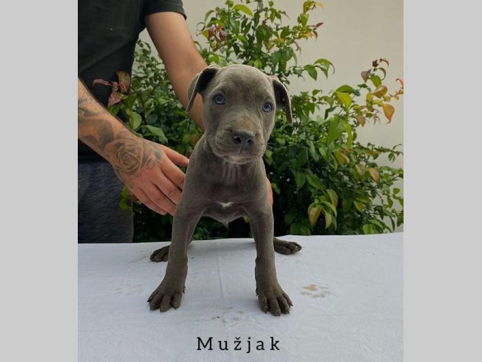 pit bul pablo rea besplatni mali oglasi