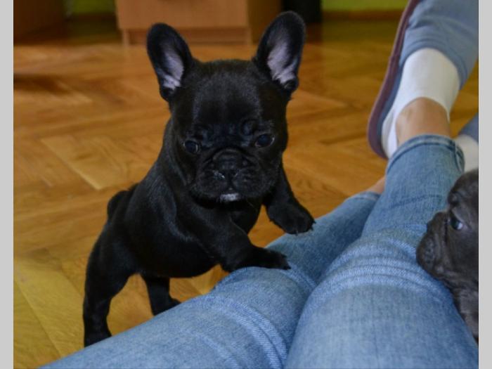 francuski buldog štenci besplatni mali oglasi