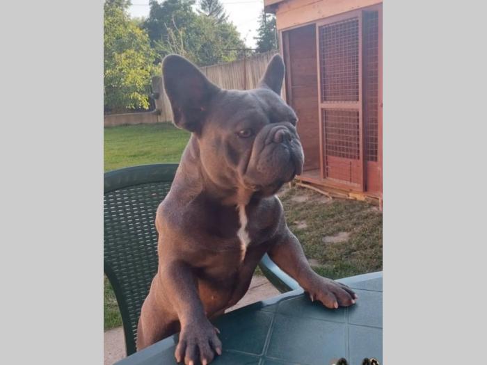 francuski buldog štenci besplatni mali oglasi