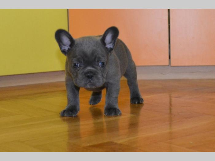francuski buldog štenci besplatni mali oglasi