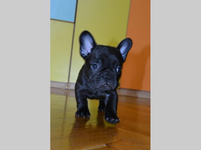 francuski buldog štenci besplatni mali oglasi