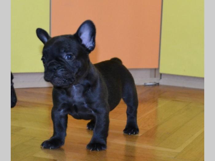 francuski buldog štenci besplatni mali oglasi