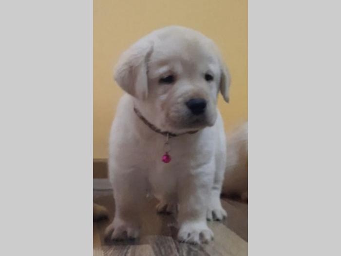 labrador čistokrvni štenci besplatni mali oglasi