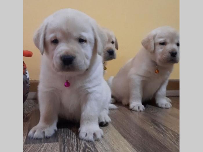 labrador čistokrvni štenci besplatni mali oglasi