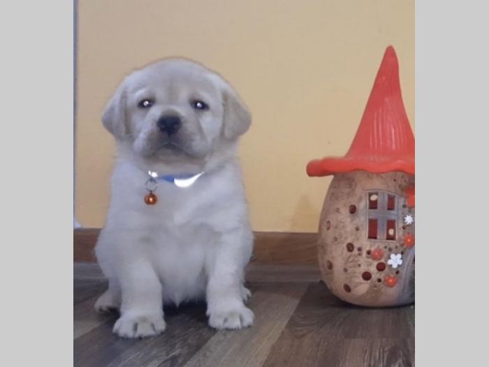 labrador čistokrvni štenci besplatni mali oglasi