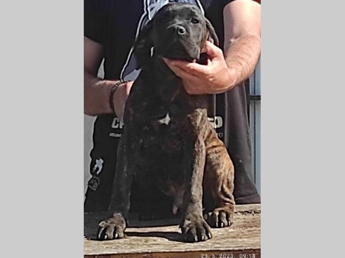 cane corso bez dokumentacijom besplatni mali oglasi
