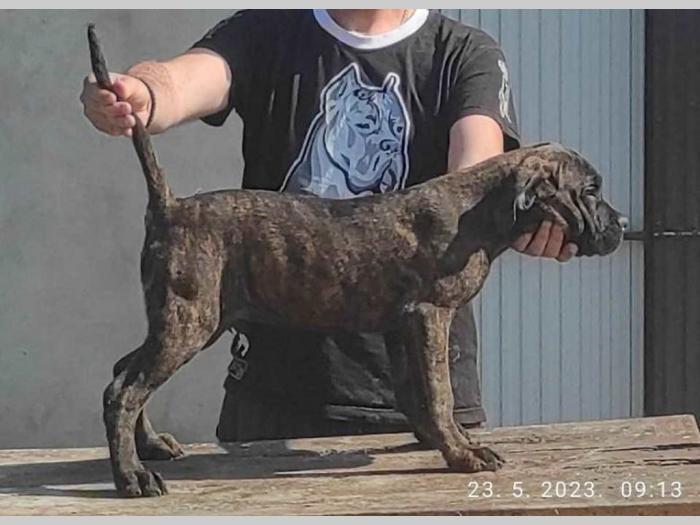 cane corso bez dokumentacijom besplatni mali oglasi