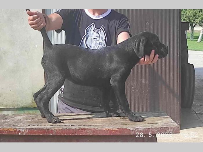 cane corso bez dokumentacijom besplatni mali oglasi