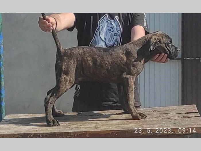 cane corso bez dokumentacijom besplatni mali oglasi