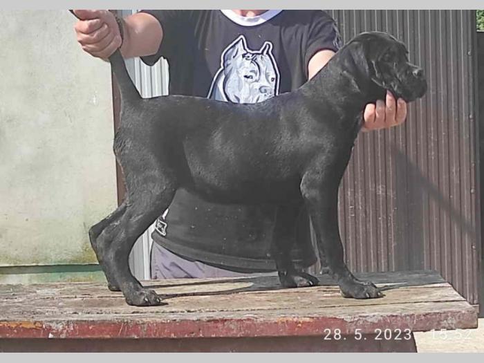 cane corso bez dokumentacijom besplatni mali oglasi