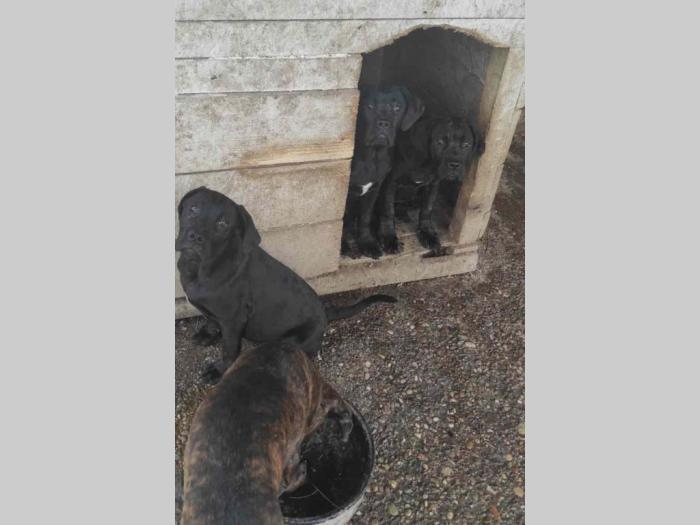 cane corso bez dokumentacijom besplatni mali oglasi
