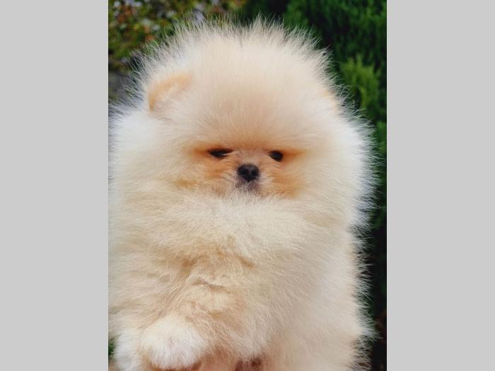 pomeranac boo ženka besplatni mali oglasi
