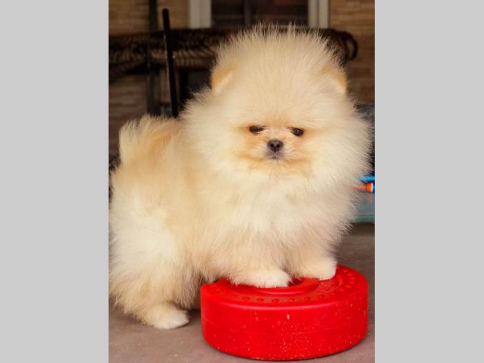 pomeranac boo ženka besplatni mali oglasi