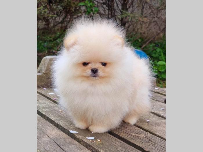 pomeranac boo ženka besplatni mali oglasi