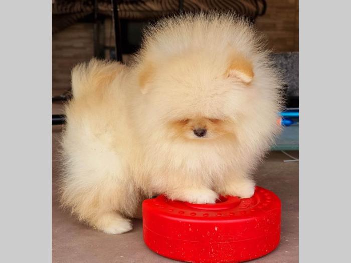pomeranac boo ženka besplatni mali oglasi