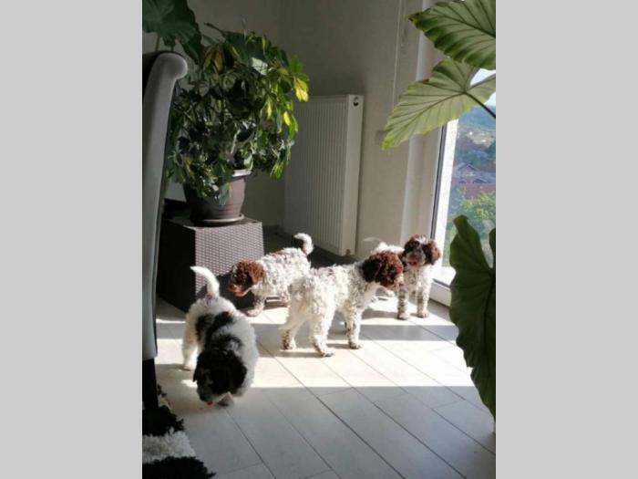 lagotto romanjolo štenci besplatni mali oglasi