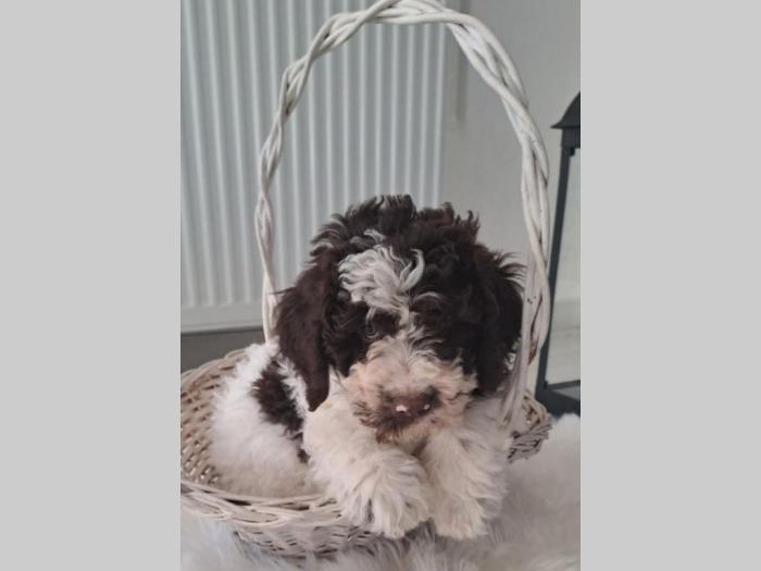 lagotto romanjolo štenci besplatni mali oglasi