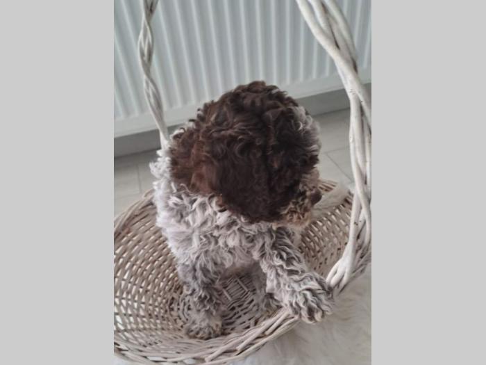 lagotto romanjolo štenci besplatni mali oglasi