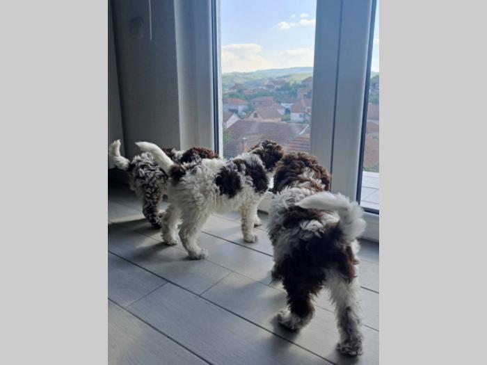 lagotto romanjolo štenci besplatni mali oglasi
