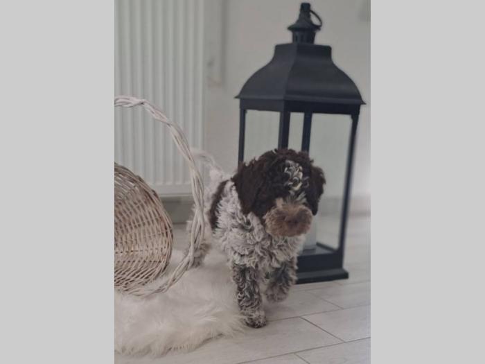 lagotto romanjolo štenci besplatni mali oglasi