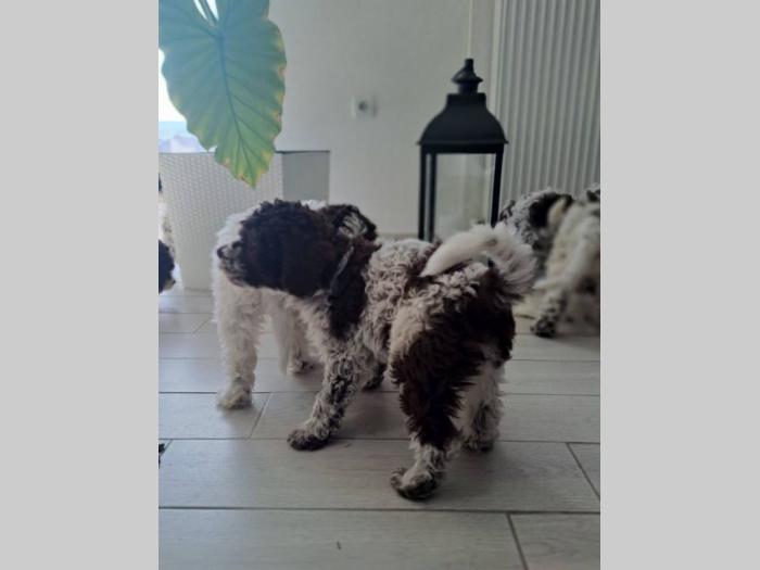 lagotto romanjolo štenci besplatni mali oglasi