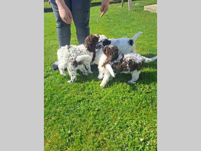 lagotto romanjolo štenci besplatni mali oglasi