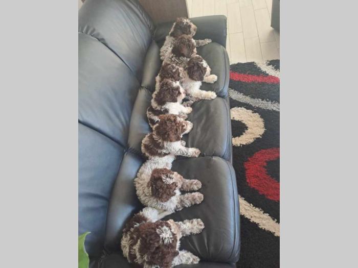 lagotto romanjolo štenci besplatni mali oglasi