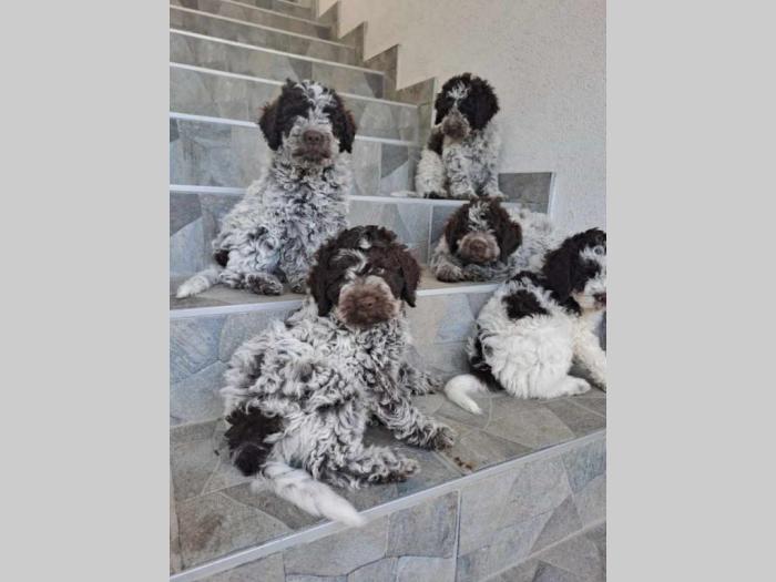 lagotto romanjolo štenci besplatni mali oglasi