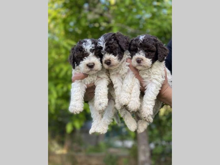 lagotto romanjolo štenci besplatni mali oglasi