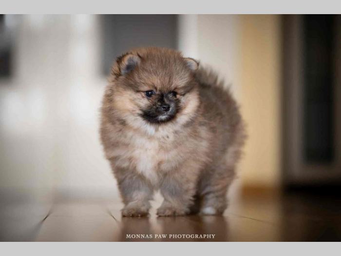 pomeranac boo štenci besplatni mali oglasi