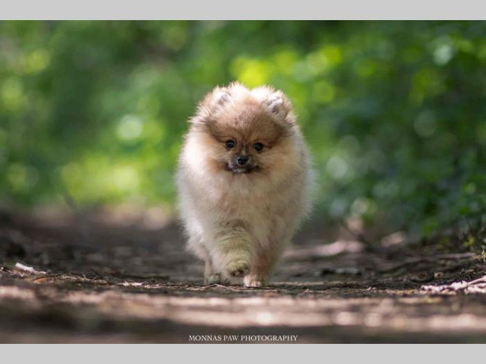 pomeranac boo štenci besplatni mali oglasi