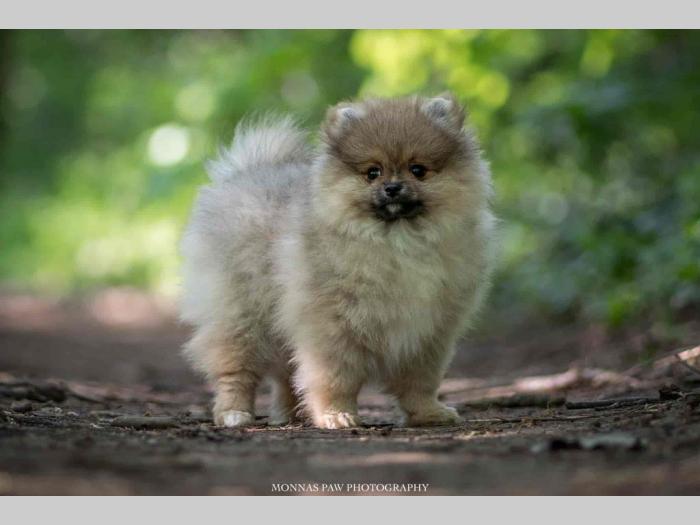 pomeranac boo štenci besplatni mali oglasi