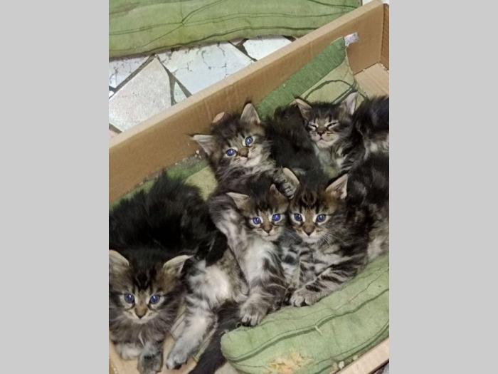 maine coon mačići besplatni mali oglasi