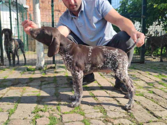 štenci nemačkog kratkodlakog ptičara besplatni mali oglasi