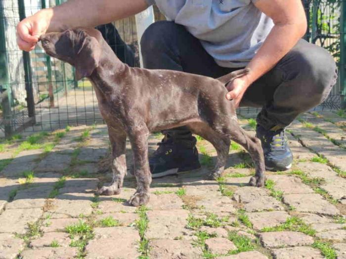 štenci nemačkog kratkodlakog ptičara besplatni mali oglasi