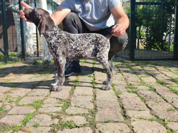 štenci nemačkog kratkodlakog ptičara besplatni mali oglasi