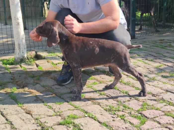 štenci nemačkog kratkodlakog ptičara besplatni mali oglasi