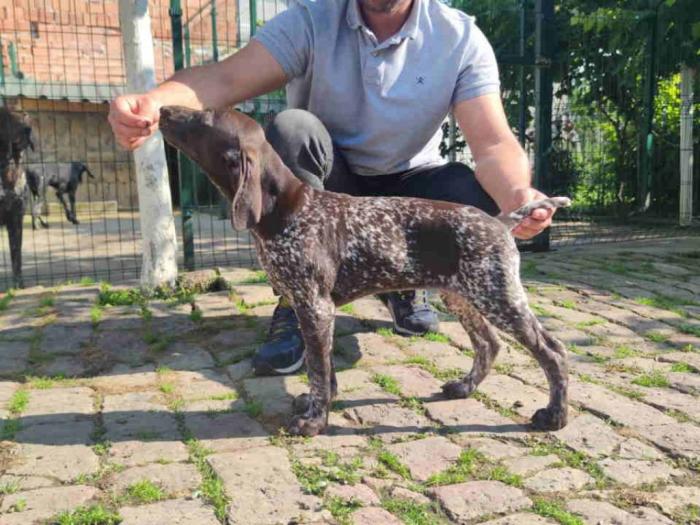 štenci nemačkog kratkodlakog ptičara besplatni mali oglasi