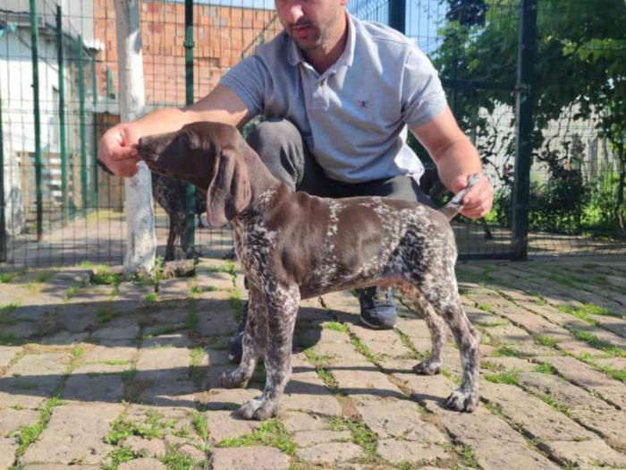 štenci nemačkog kratkodlakog ptičara besplatni mali oglasi