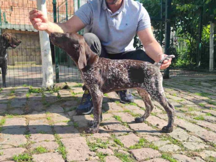štenci nemačkog kratkodlakog ptičara besplatni mali oglasi
