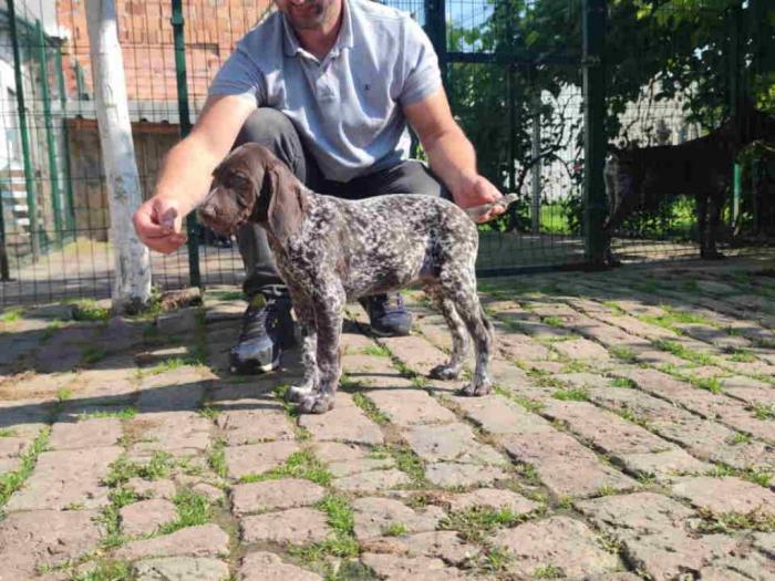štenci nemačkog kratkodlakog ptičara besplatni mali oglasi
