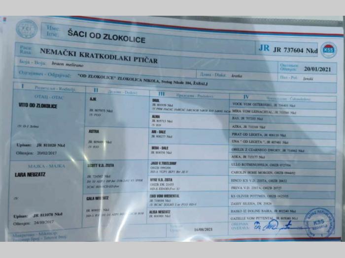 štenci nemačkog kratkodlakog ptičara besplatni mali oglasi