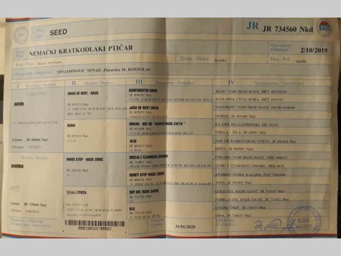 štenci nemačkog kratkodlakog ptičara besplatni mali oglasi