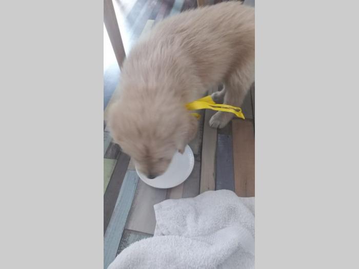 zlatni retriver štenci besplatni mali oglasi