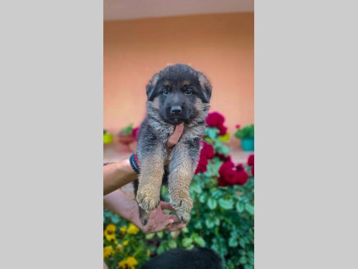 nemački ovčar top ponuda besplatni mali oglasi
