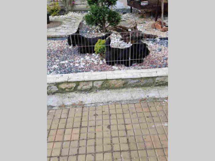 na prodaju 2 ženke i jedan mužijak škotskog terijera besplatni mali oglasi